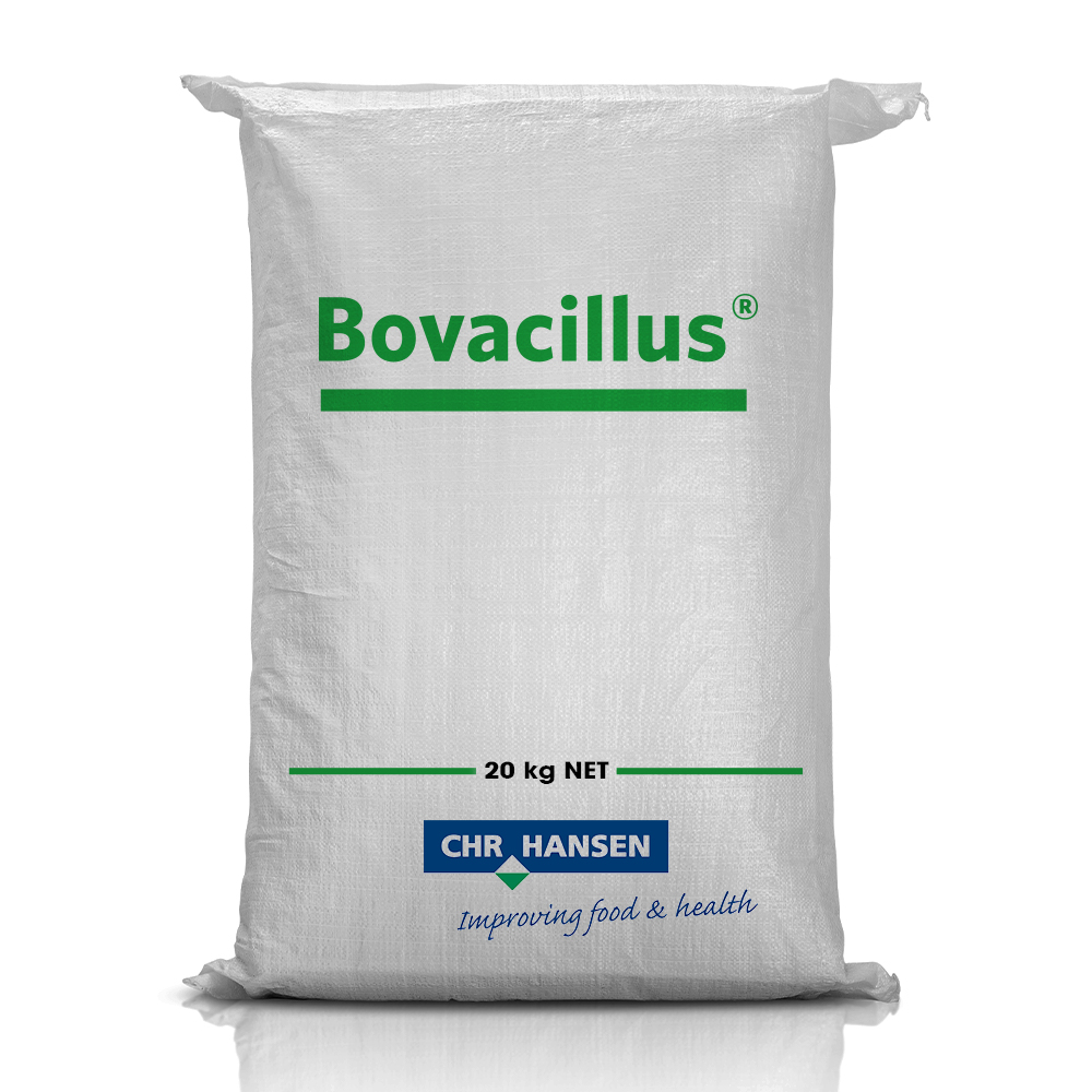 Bovacillus